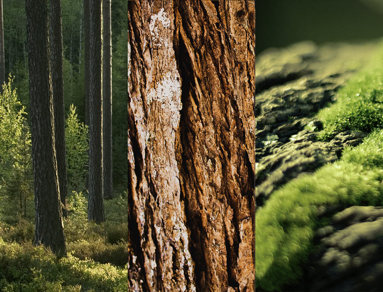 Wild Oak Mood