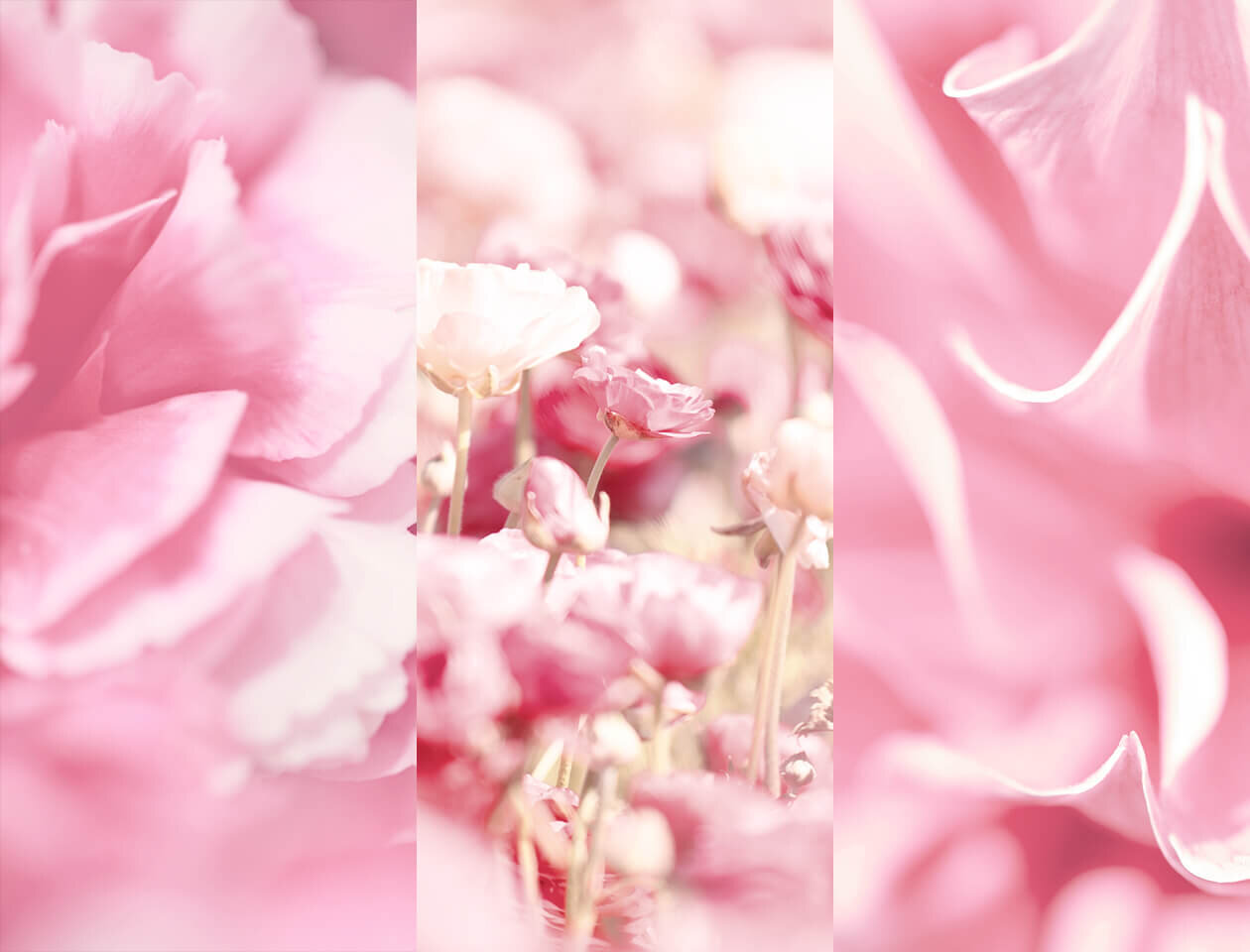 Velvet Blossom Mood